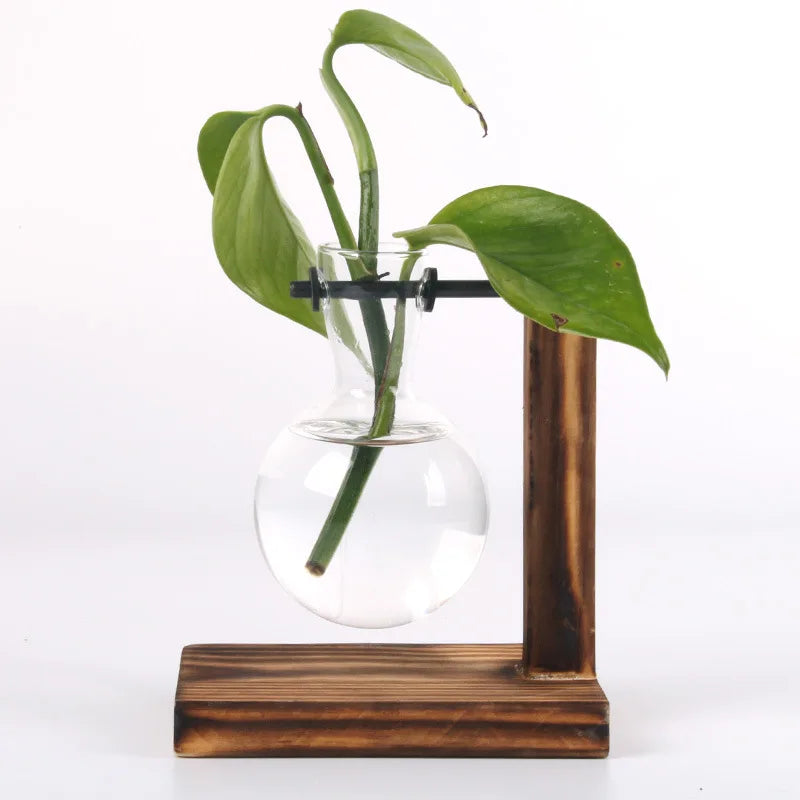 Une Touche de Nature : Vase Terrarium Hydroponique pour Décoration Bureau