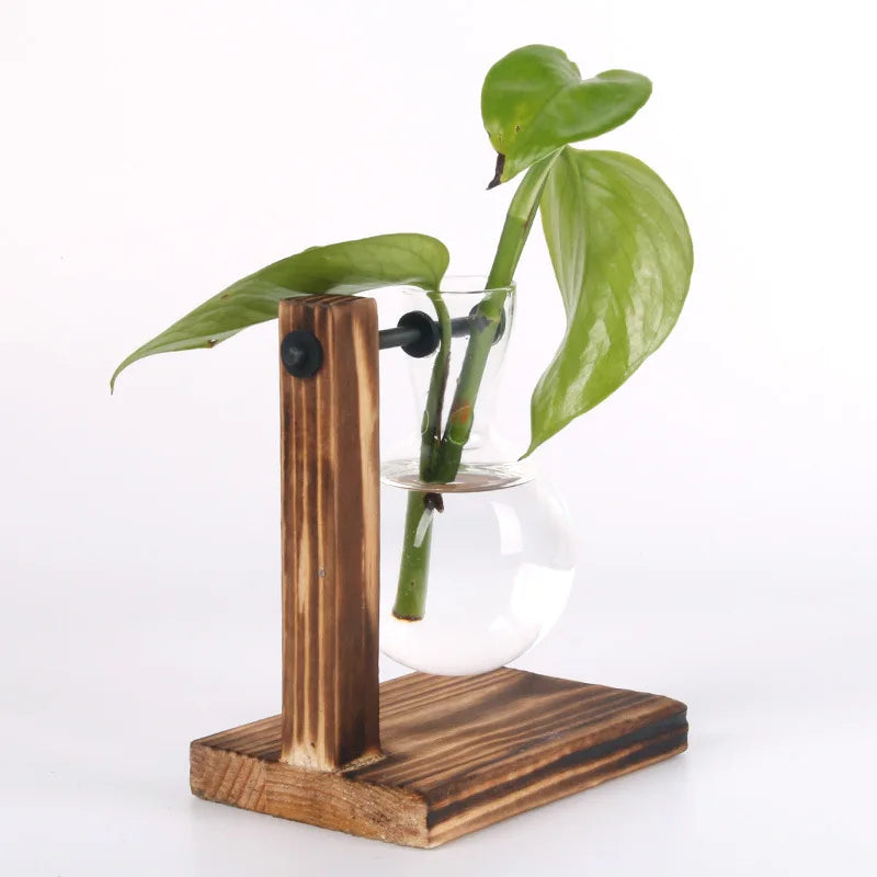 Une Touche de Nature : Vase Terrarium Hydroponique pour Décoration Bureau