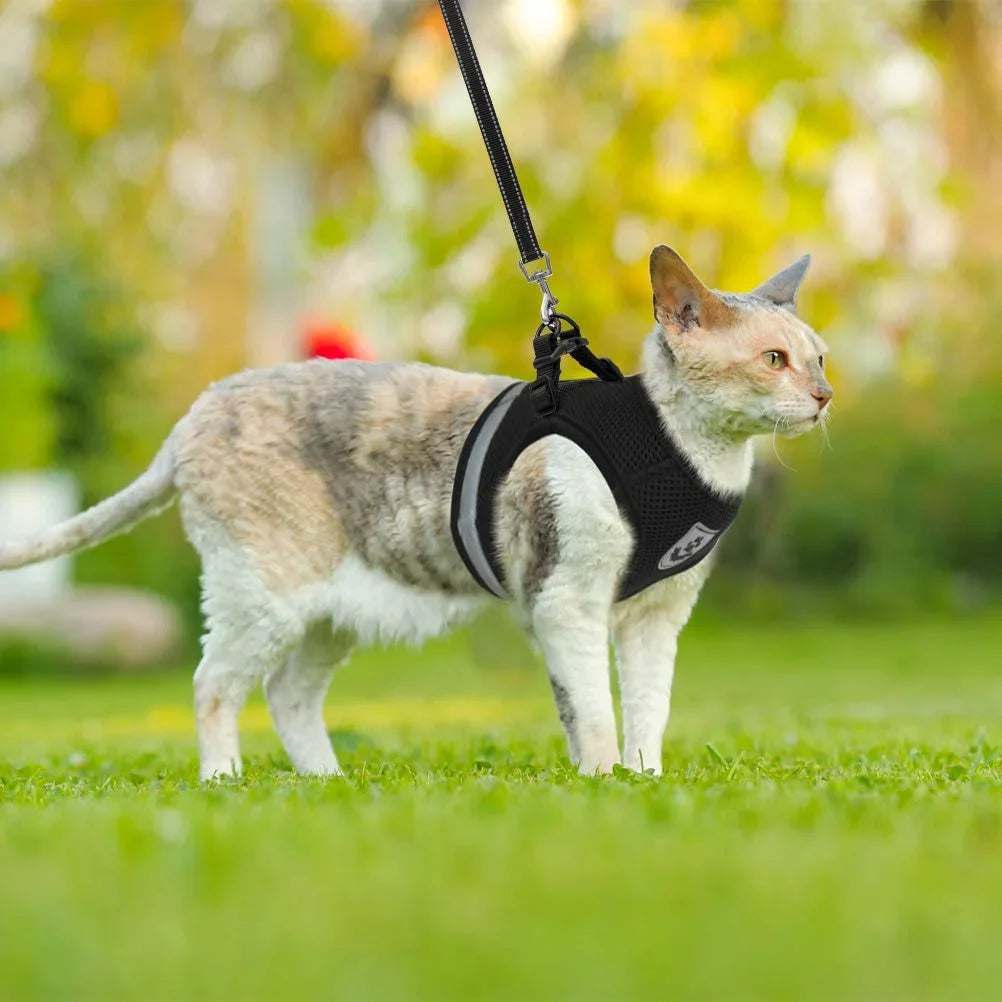 Harnais et Laisse pour Chat