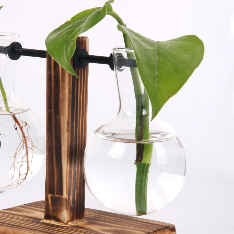 Une Touche de Nature : Vase Terrarium Hydroponique pour Décoration Bureau