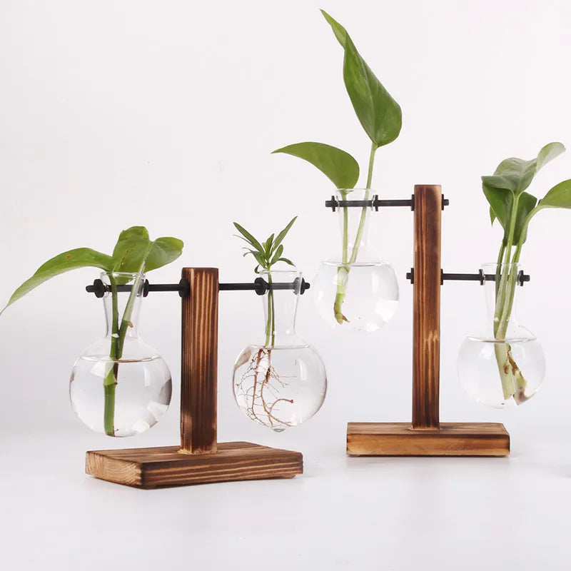 Une Touche de Nature : Vase Terrarium Hydroponique pour Décoration Bureau