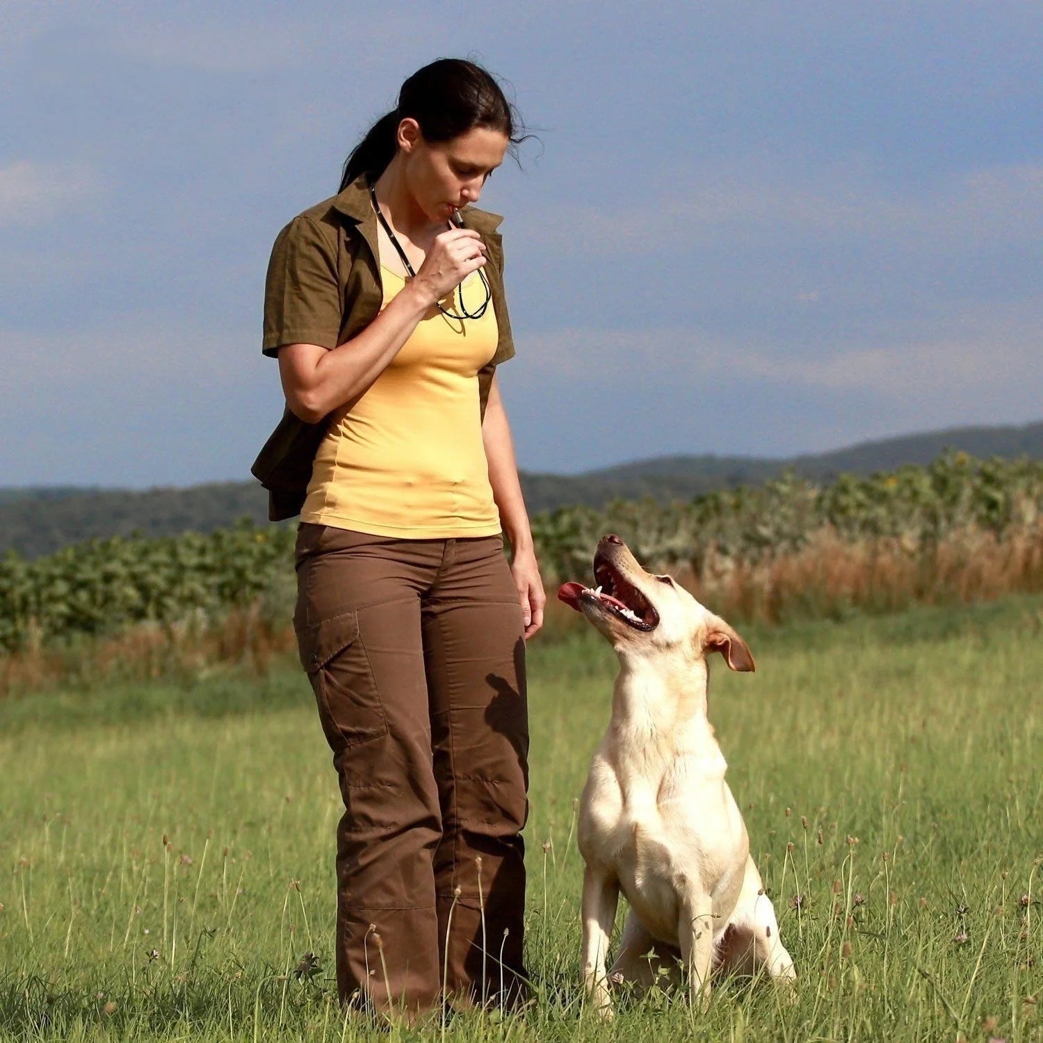 Siffle ultrasonique de dissuasion de chien